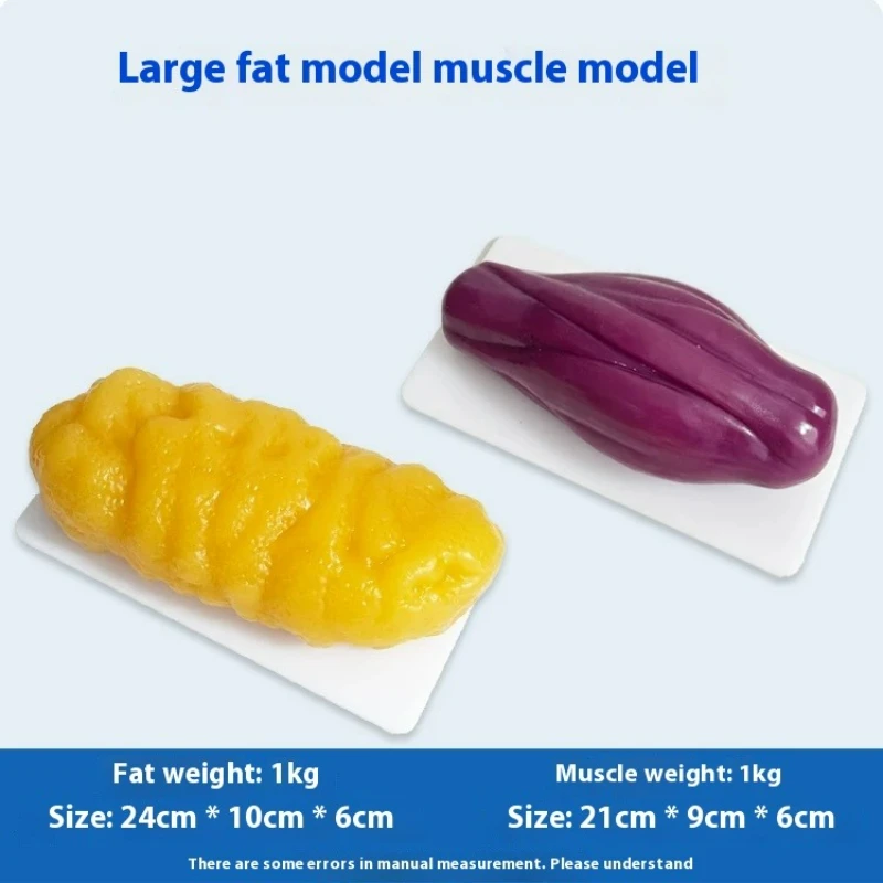 İnsan Kası ve Yağ Replikaları  - Nutrition Fitness Health incelemesi ve fiyatı